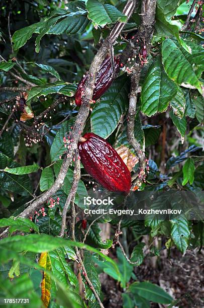 Pod Su Albero Di Cacao - Fotografie stock e altre immagini di Albero - Albero, Albero tropicale, Ambientazione esterna