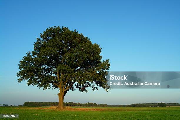 Oak In Ottobre - Fotografie stock e altre immagini di Agricoltura - Agricoltura, Albero, Ambientazione esterna