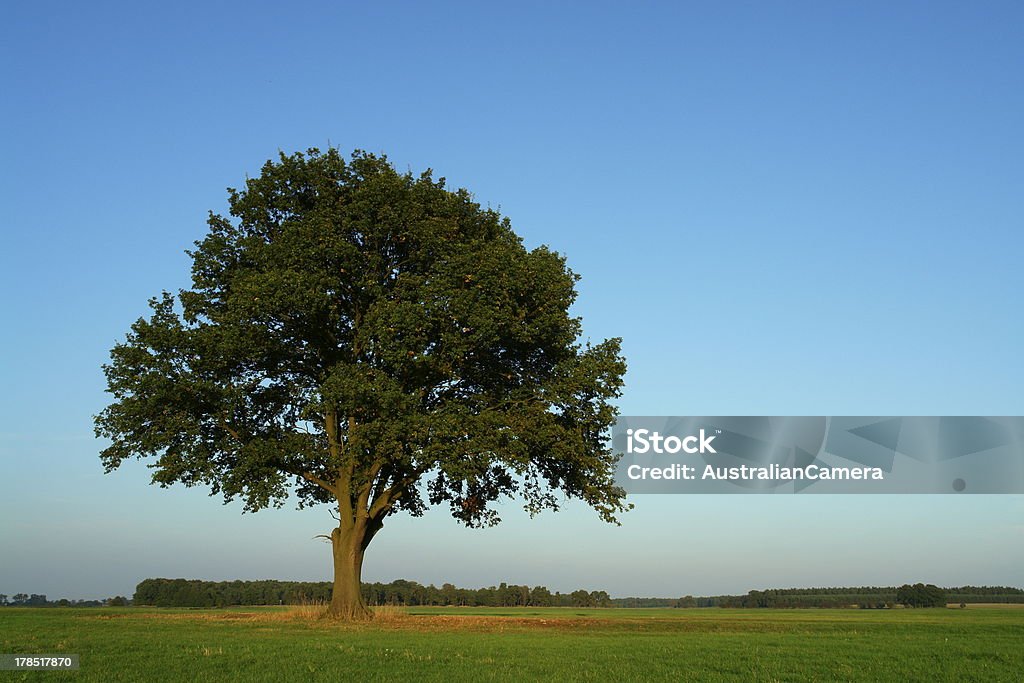 Oak em Outubro - Royalty-free Agricultura Foto de stock