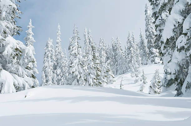 istock Snowy forest, after the snowstorm 178517966