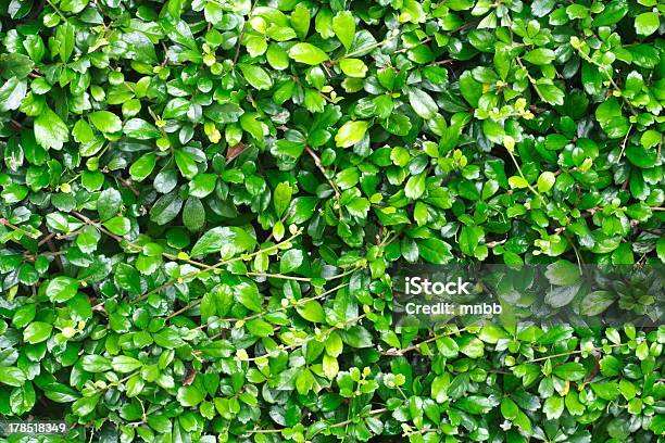 Verde De Pared Foto de stock y más banco de imágenes de Abstracto - Abstracto, Aire libre, Escena rural