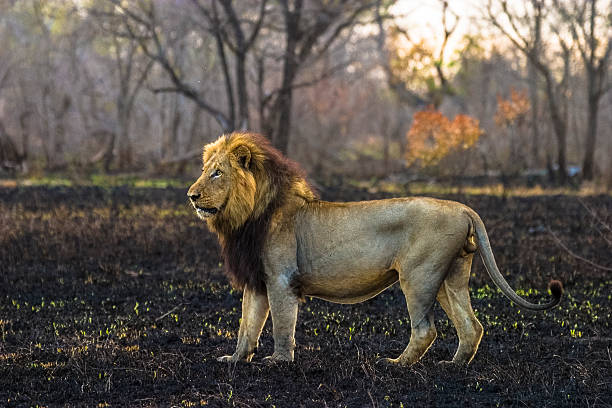 Male lion standing in a burnt field stock photo