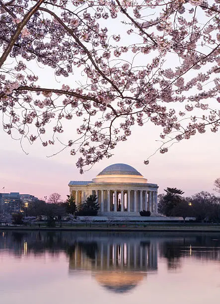 Photo of Cherry Blossom and Jefferson Memorial at sunrise