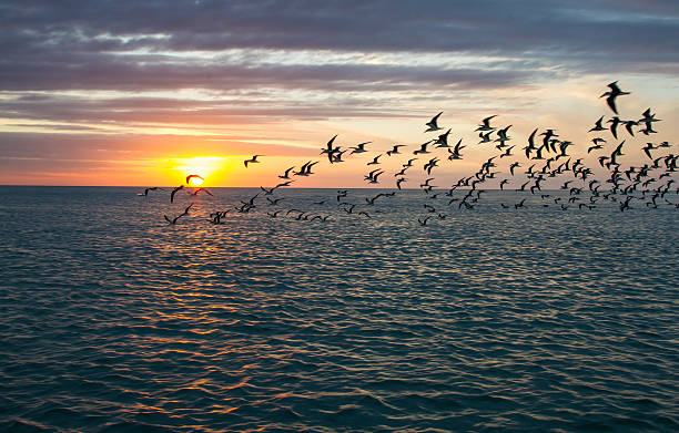 istock Sunset and skimmers in Florida 178518692
