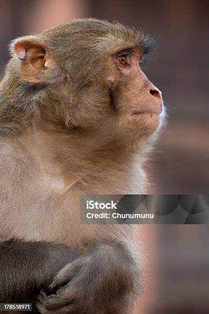 Vista Laterale Di Scimmia In Nepal - Fotografie stock e altre immagini di Ambientazione esterna - Ambientazione esterna, Animale, Animale selvatico
