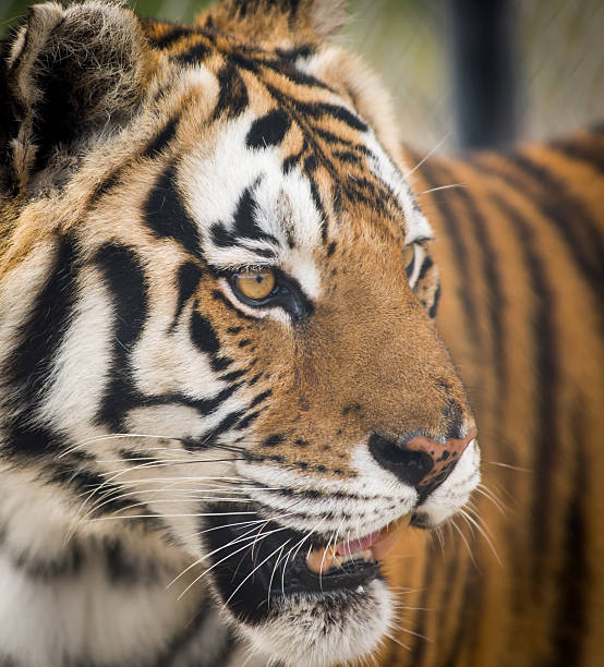 Intense Tiger Gaze stock photo