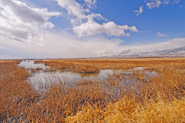 Early Morning in the Mountain Wetlands