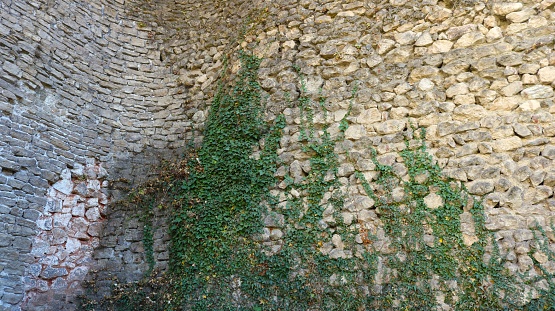 climbing green ivy creeping up the ledges of a stone block wall as a natural texture, evergreen vine on a cobblestone texture surface, abstract background