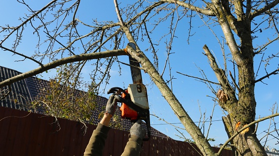 a villager saws off the branches of a tree crown without leaves with a chainsaw, lifting it high above his head, seasonal tree care work in the garden and park