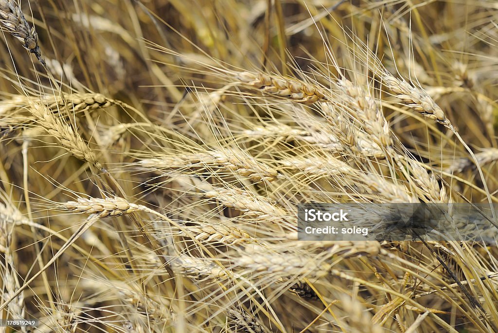 Seca numa wheaten Campo - Royalty-free Agricultura Foto de stock