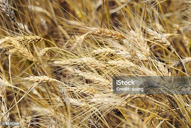 Seca Numa Wheaten Campo - Fotografias de stock e mais imagens de Agricultura - Agricultura, Amarelo, Ao Ar Livre