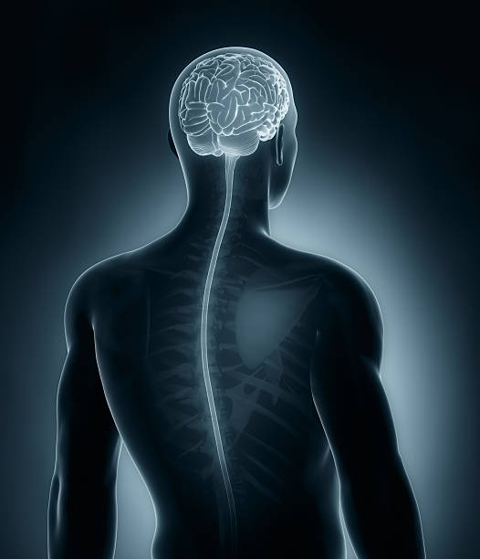 Digital Brain with Glowing Neural Connections. 3D Render