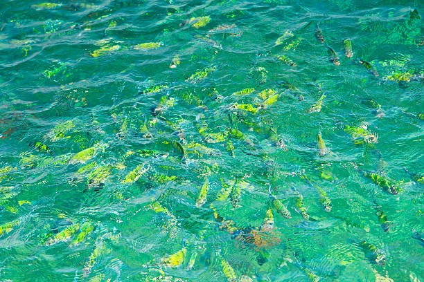 istock Fishes in the sea 178519328