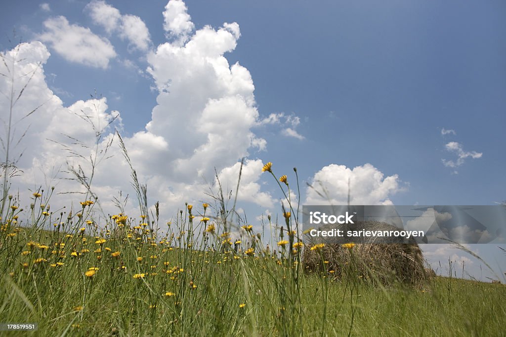 Fleurs de pissenlit dans le champ avec bales - Photo de Province de l'État Libre libre de droits