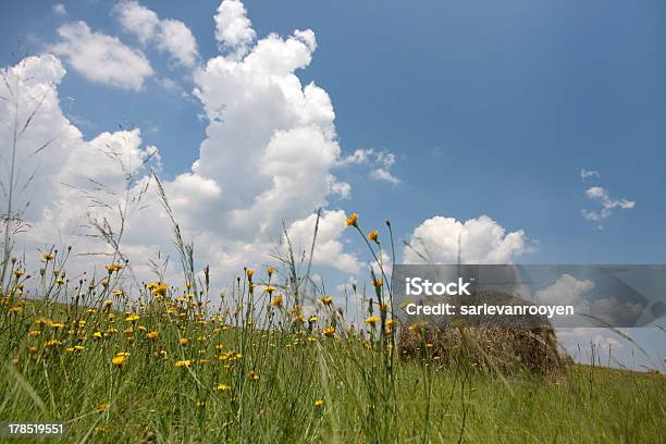 Photo libre de droit de Fleurs De Pissenlit Dans Le Champ Avec Bales banque d'images et plus d'images libres de droit de Province de l'État Libre - Province de l'État Libre, Veld, Agriculture