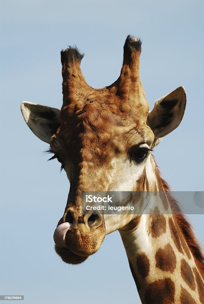 Plano aproximado de girafa - Royalty-free Boca de animal Foto de stock