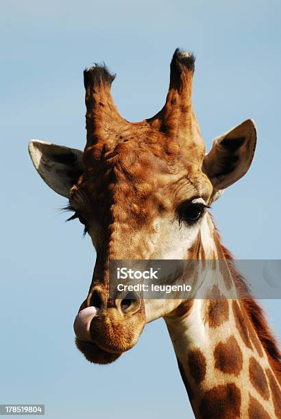 Plano Aproximado De Girafa - Fotografias de stock e mais imagens de Boca de animal - Boca de animal, Brasil, Buraco