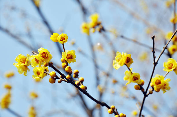 Wintersweet de cor amarela - fotografia de stock