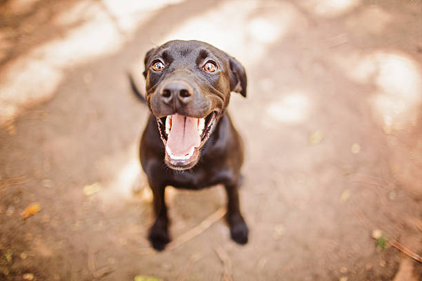 Sorridente em sol - fotografia de stock