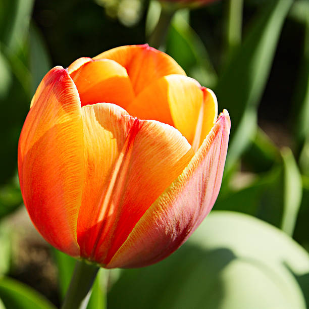 istock Tulip on a flowerbed 178520348