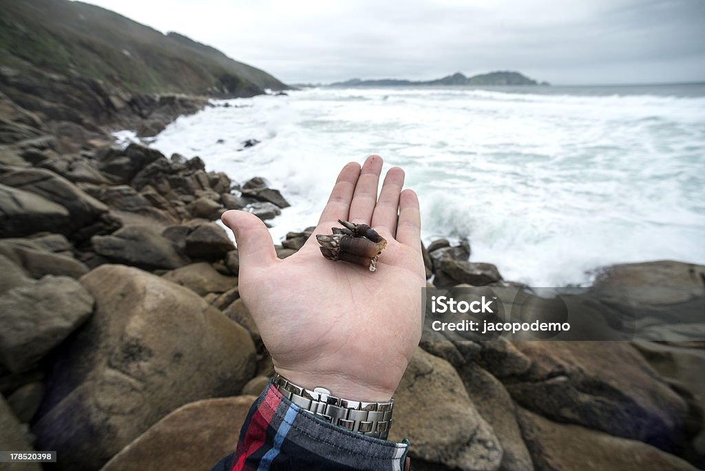 Percebes, spagnolo, frutti di mare - Foto stock royalty-free di Acqua