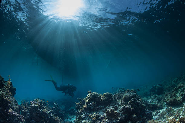 istock Landscape shot of a diver in an underwater reefscape 178520755