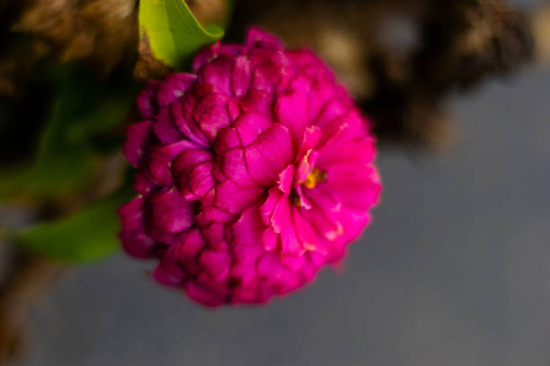 A closeup of beautiful Flower in the garden