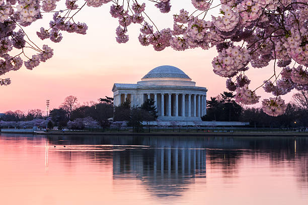 istock Cherry Blossom and Jefferson Memorial at sunrise 178520975