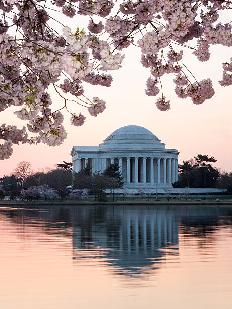 istock Cherry Blossom and Jefferson Memorial at sunrise 178520978