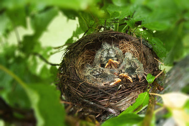 робин chicks - dependency animal nest robin bird стоковые фото и изображения