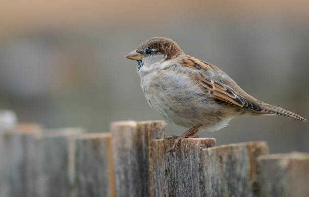 istock Home sparrow on a wooden fence 1785210073