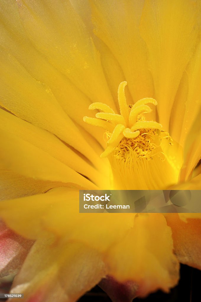 Echinopsis flor - Foto de stock de Amarelo royalty-free