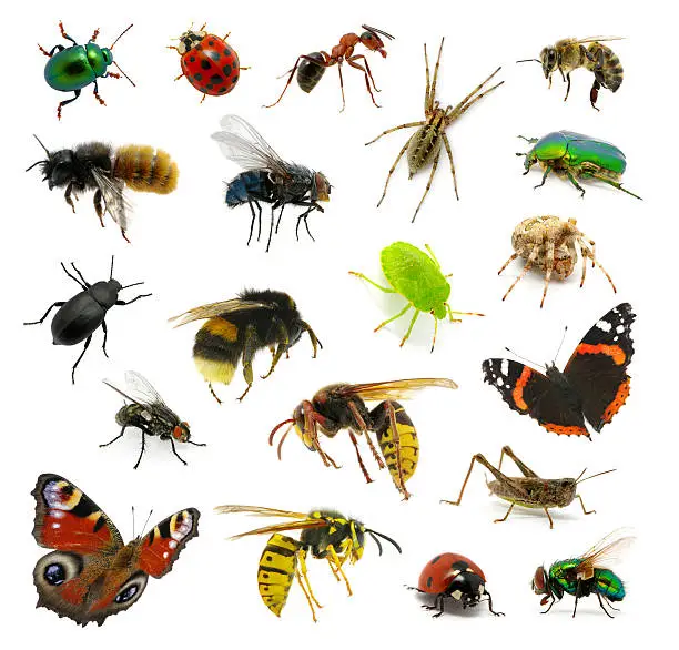 Photo of Set of insects