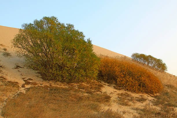 istock Common vegetation in the desert 178521126