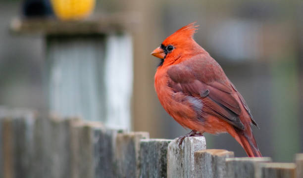 istock Cardinal on a wooden Fence 1785211782