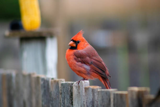 istock Cardinal on a wooden Fence 1785211789
