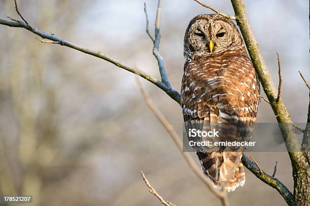 Photo libre de droit de Chouette Rayée Regardant En Arrière banque d'images et plus d'images libres de droit de Chouette - Chouette, Chouette rayée, Faune