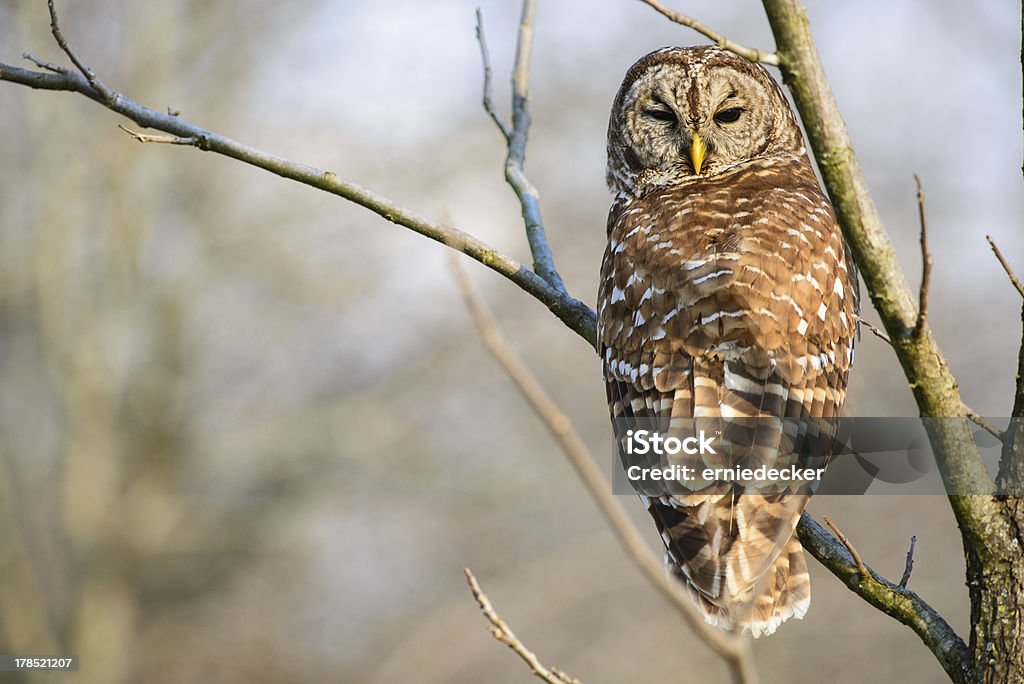 Barred owl patrzeć wstecz - Zbiór zdjęć royalty-free (Sowa)