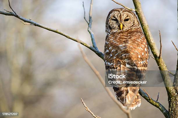 Barred Owl Patrzeć Wstecz - zdjęcia stockowe i więcej obrazów Sowa - Sowa, Bez ludzi, Dzikie zwierzęta