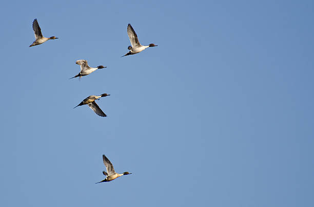istock Five Northern Pintails Flying in Blue Sky 178521269