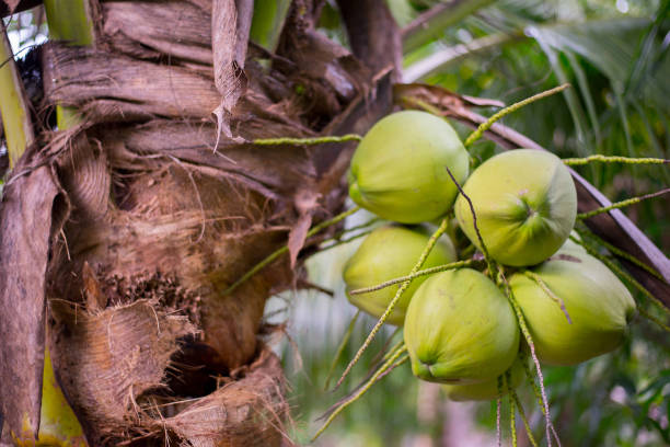 istock Green, tropical coconut trees that produce natural results 1785213072
