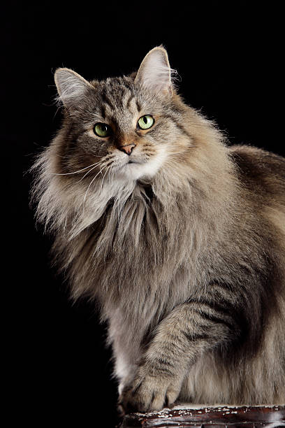 Cтоковое фото Полосатая кошка Мейн кун