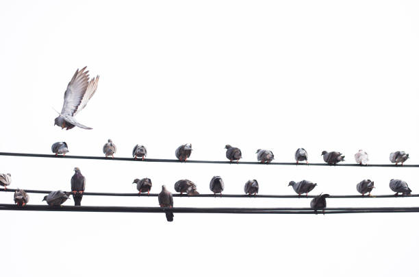 istock A group of birds gathered on a high voltage power line. 1785214022