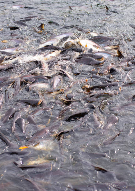 istock A large group of fish in the river 1785214055