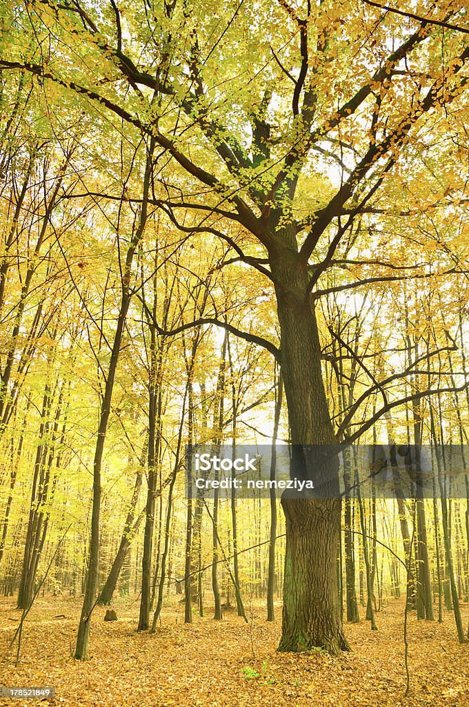 Quercia in autunno foresta - Foto stock royalty-free di Albero