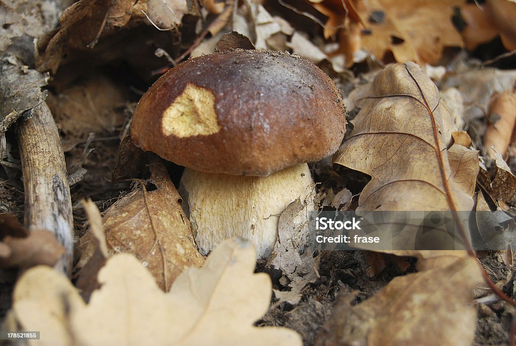 boletus comestíveis - Royalty-free Ao Ar Livre Foto de stock