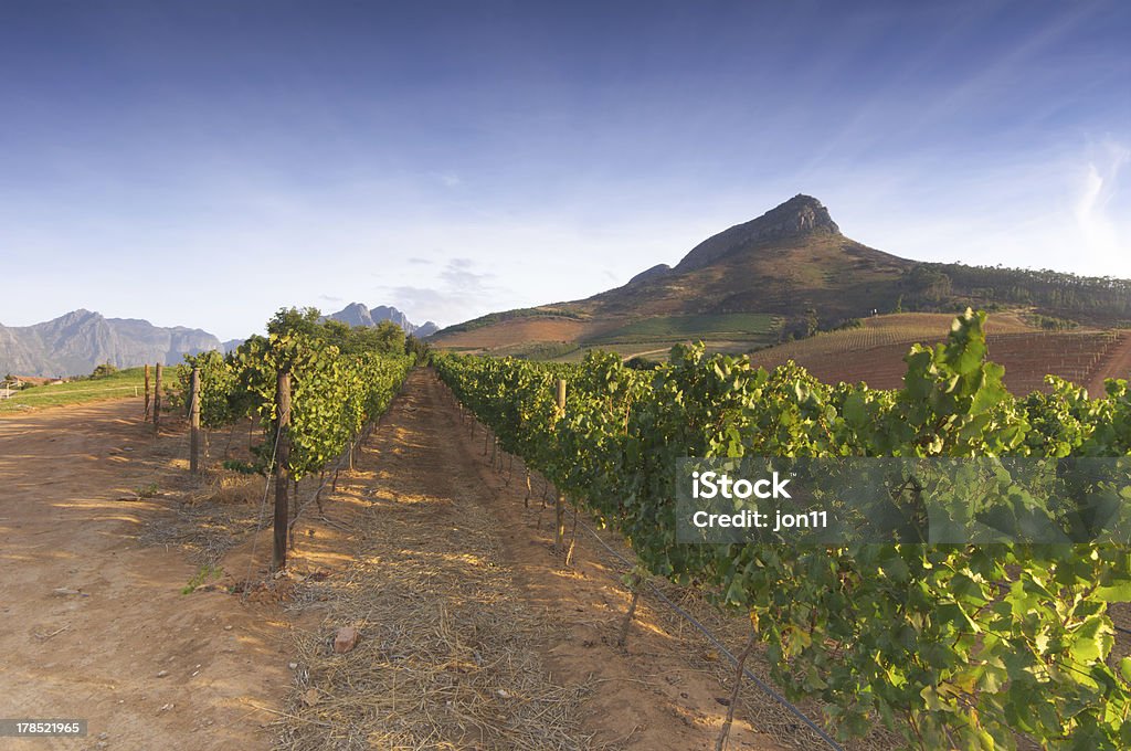 Weinberge um Stellenbosch, Westkap, Südafrika, Afric - Lizenzfrei Stellenbosch Stock-Foto