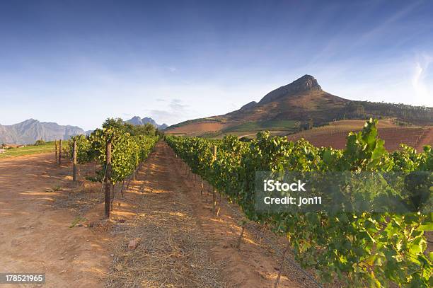 Weinberge Um Stellenbosch Westkap Südafrika Afric Stockfoto und mehr Bilder von Stellenbosch