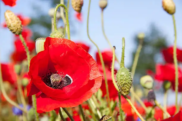 Colorful red poppy with blue skies on the background