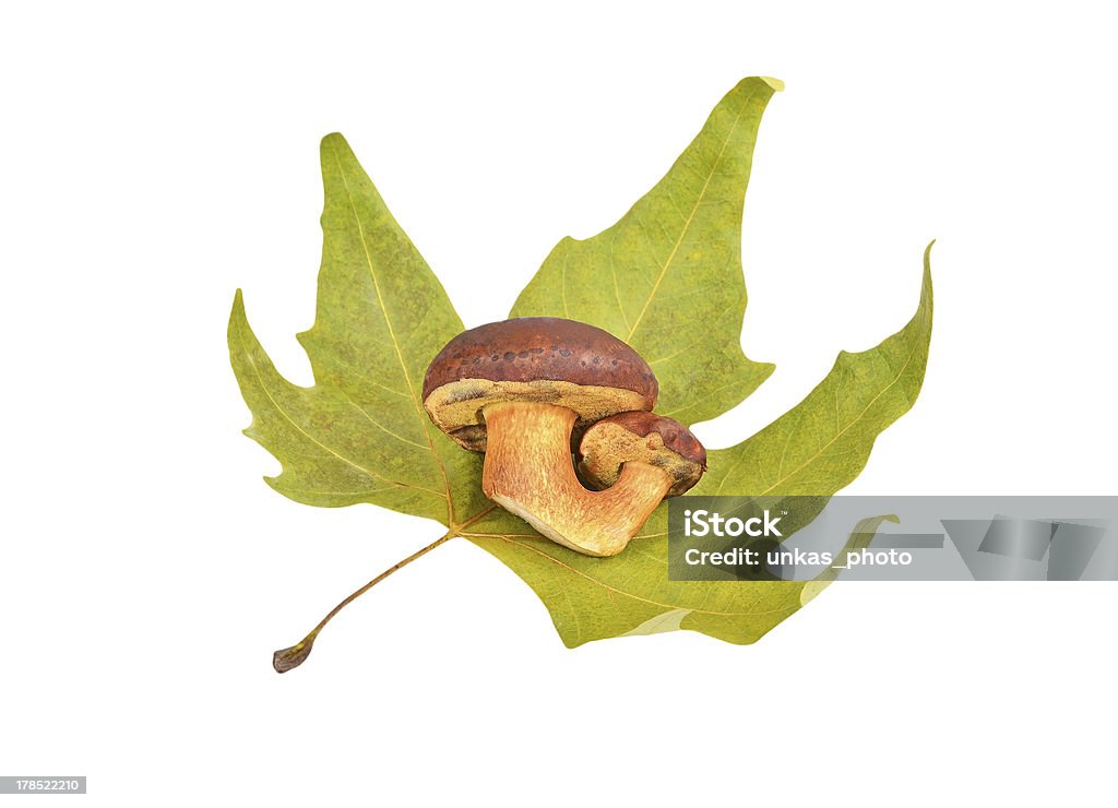 Cogumelo Boletus edulis no Outono folha - Royalty-free Alimentação Saudável Foto de stock